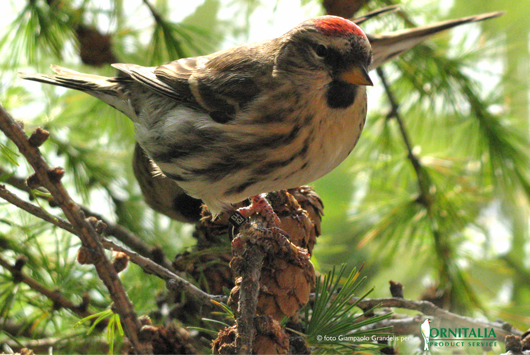 ( Carduelis flammea rostrata)