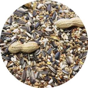 big parrots with peanuts