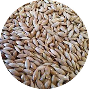 hyperventilated canary seeds extra canada