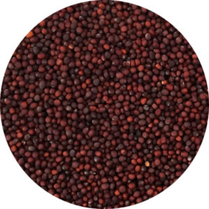 ravizzone rosso grosso